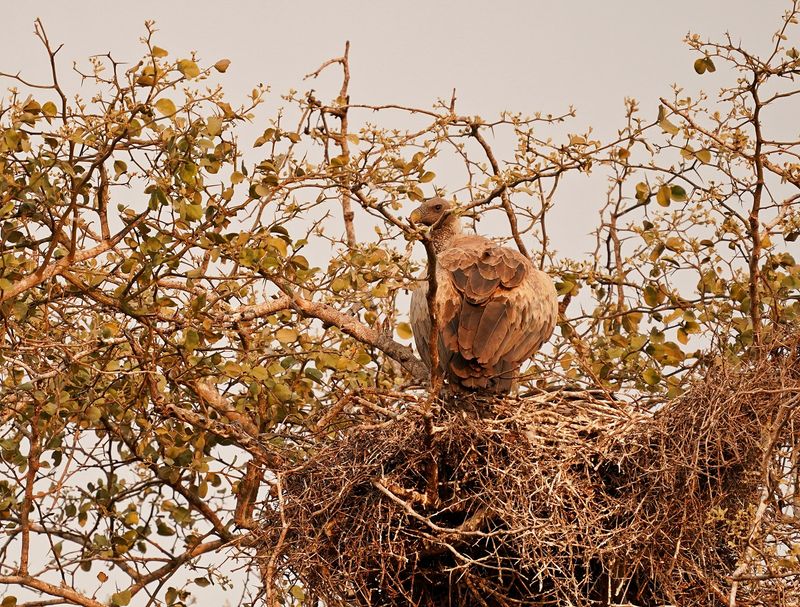Witrugaasvoël / White-backed Vulture