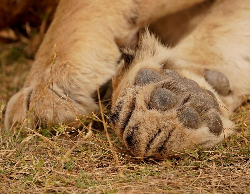 Leeu / Lion