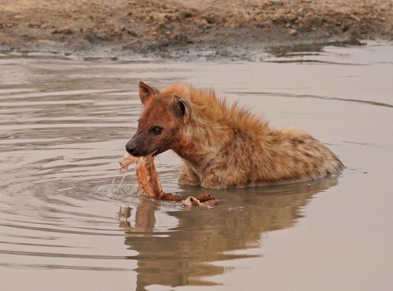 Gevlekte Hiëna / Spotted Hyena