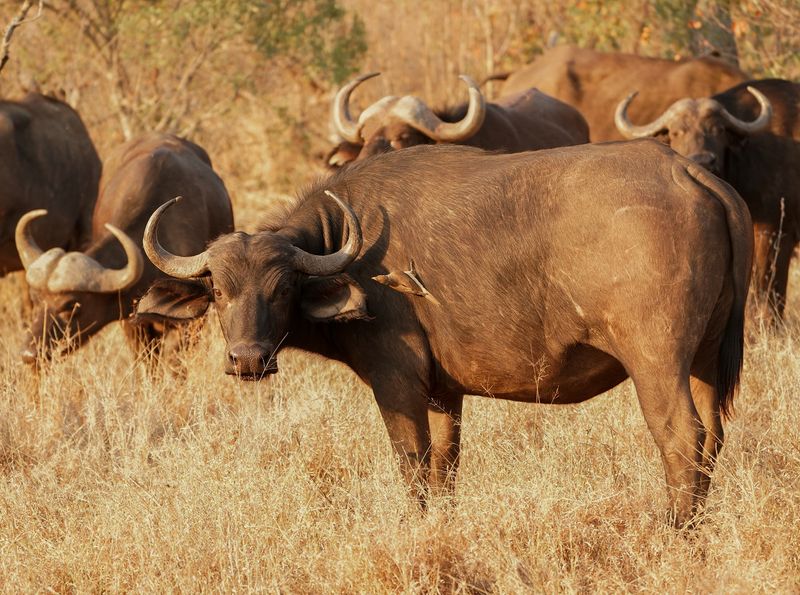 Buffel / African Buffalo