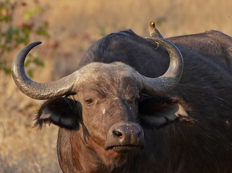 Geelbekrenostervoël / Yellow-billed Oxpecker