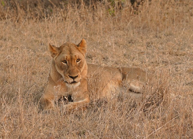 Leeu / Lion
