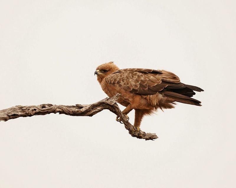 Bruinarend / Wahlbergs Eagle