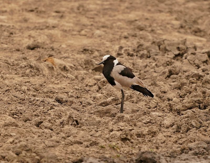 Bontkiewiet / Blacksmith Lapwing