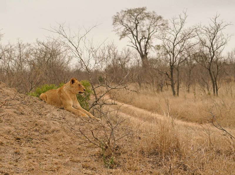 Leeu / Lion