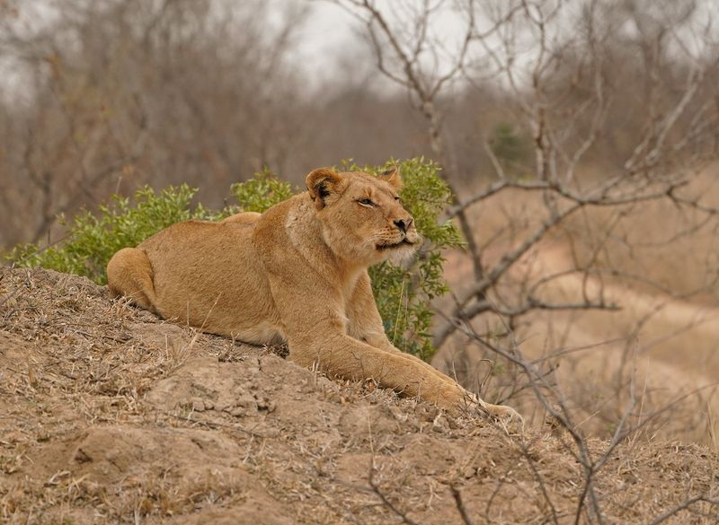 Leeu / Lion