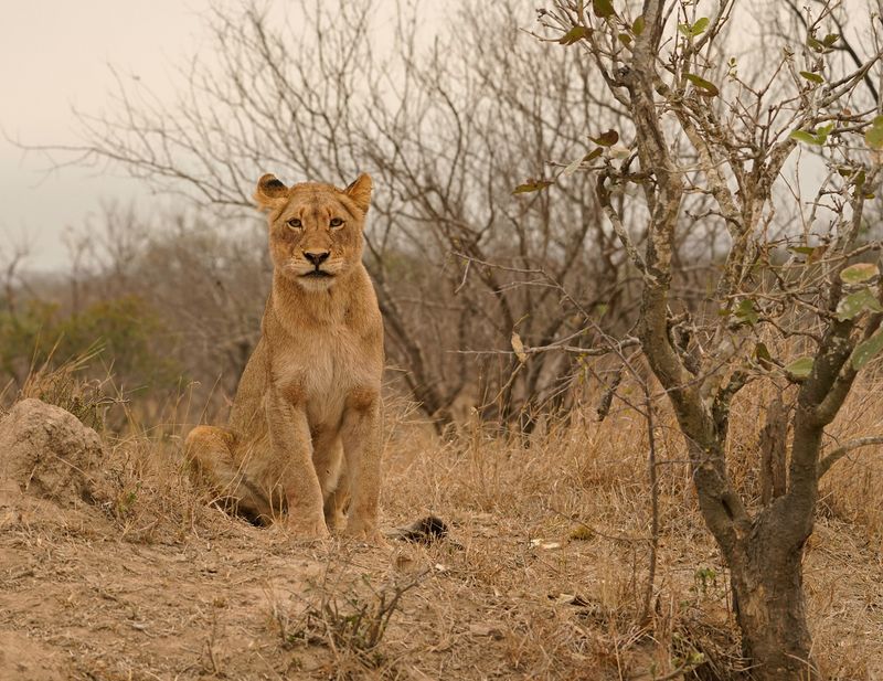 Leeu / Lion