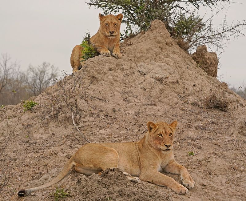 Leeu / Lion