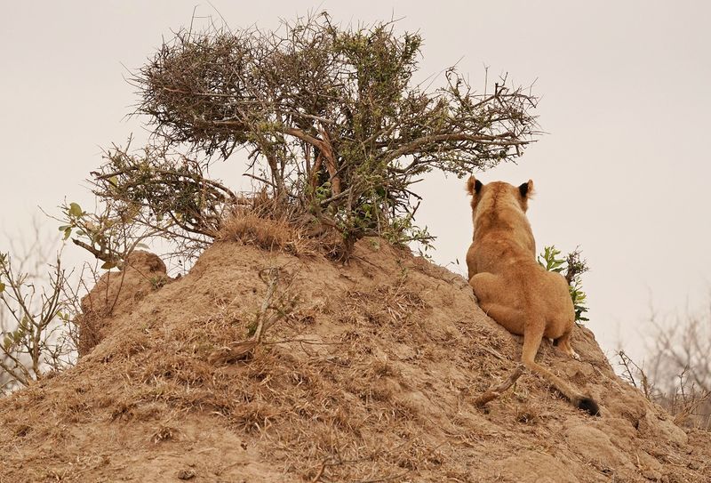 Leeu / Lion