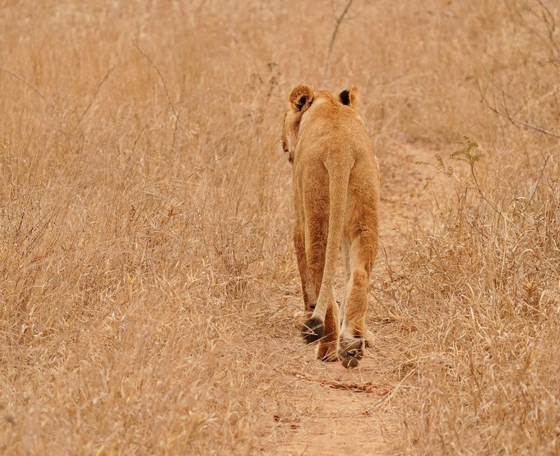 Leeu / Lion
