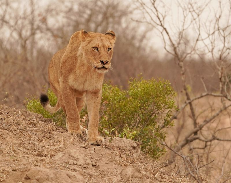 Leeu / Lion