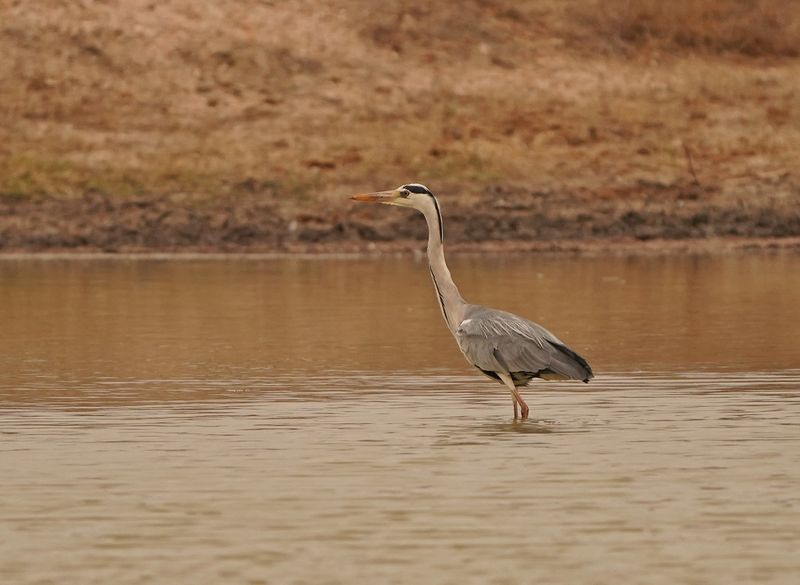 Bloureier / Grey Heron