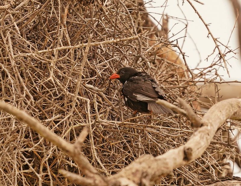 Buffelwewer / Red-billed Buffalo Weaver