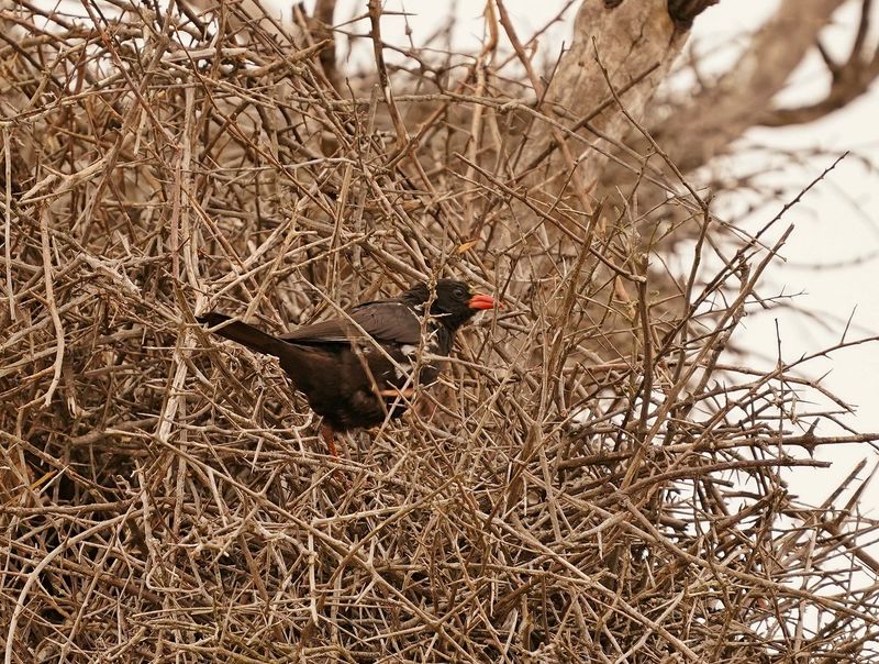 Buffelwewer / Red-billed Buffalo Weaver