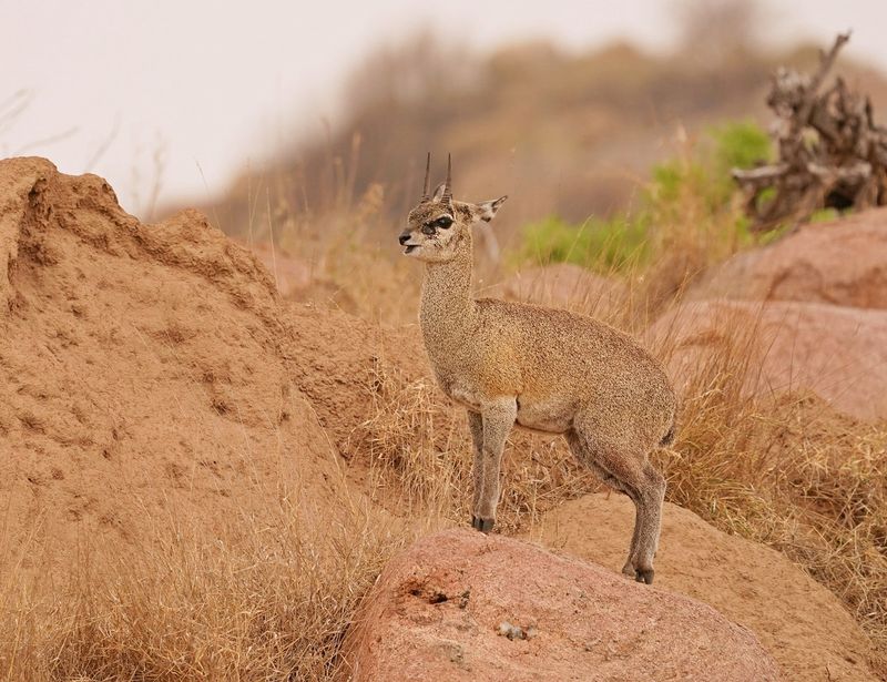 Klipbokkie / Klipspringer