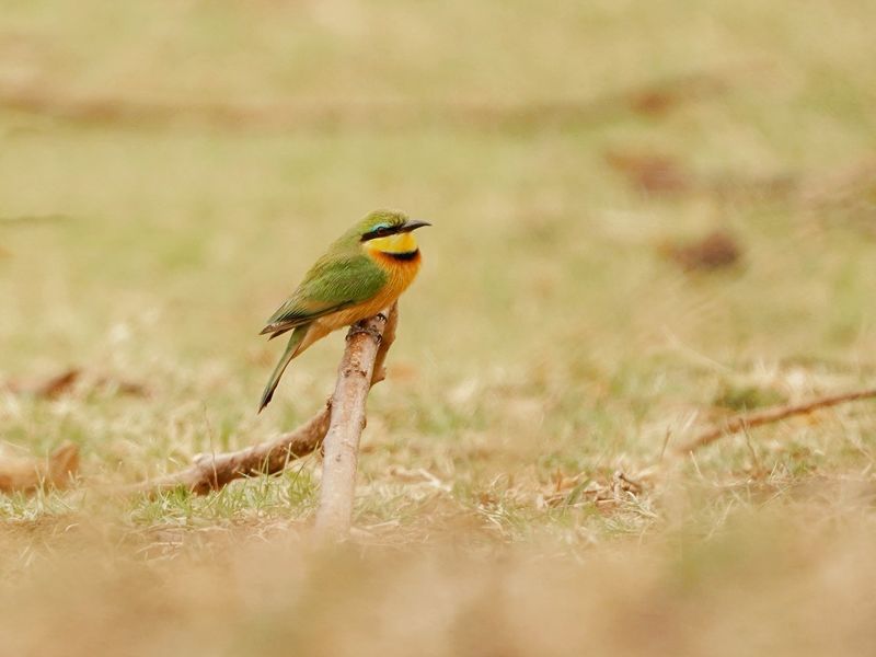 Kleinbyvreter / Little Bee-eater