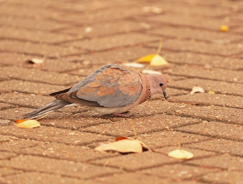 Rooiborsduiffie / Laughing Dove