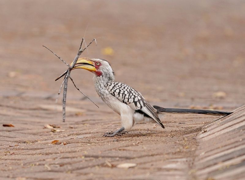 Geelbekneushoringvoël / Southern Yellow-billed Hornbill