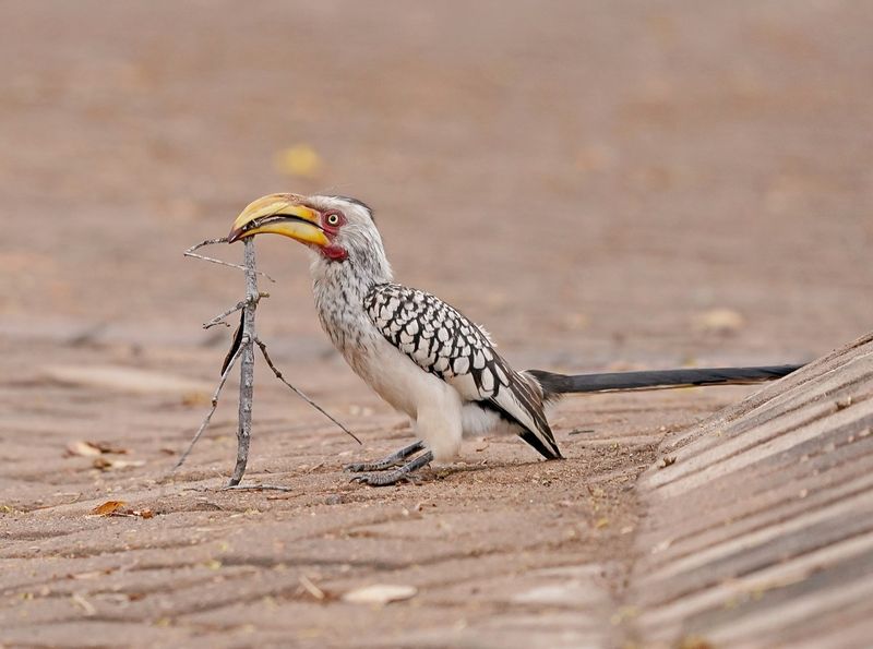 Geelbekneushoringvoël / Southern Yellow-billed Hornbill