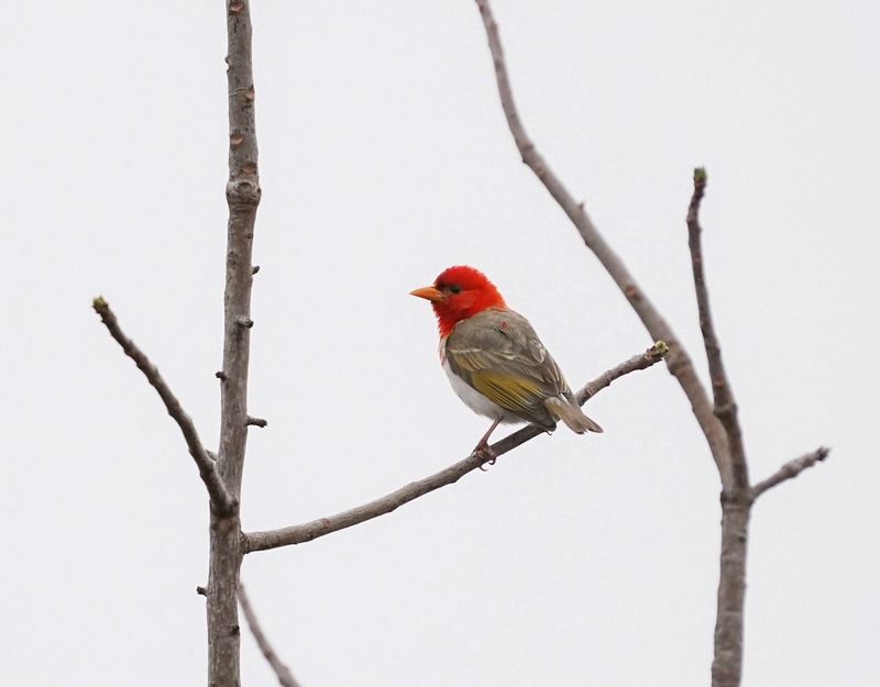 Rooikopwewer / Red-headed Weaver