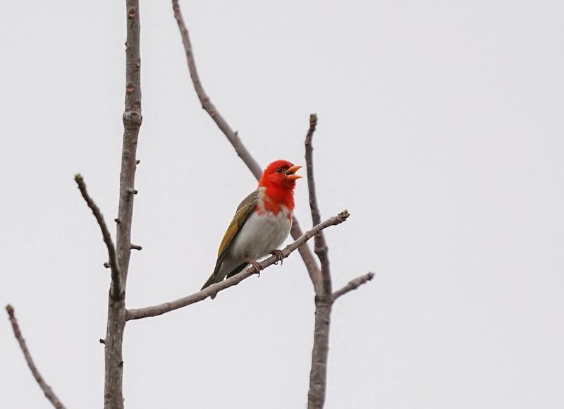 Rooikopwewer / Red-headed Weaver