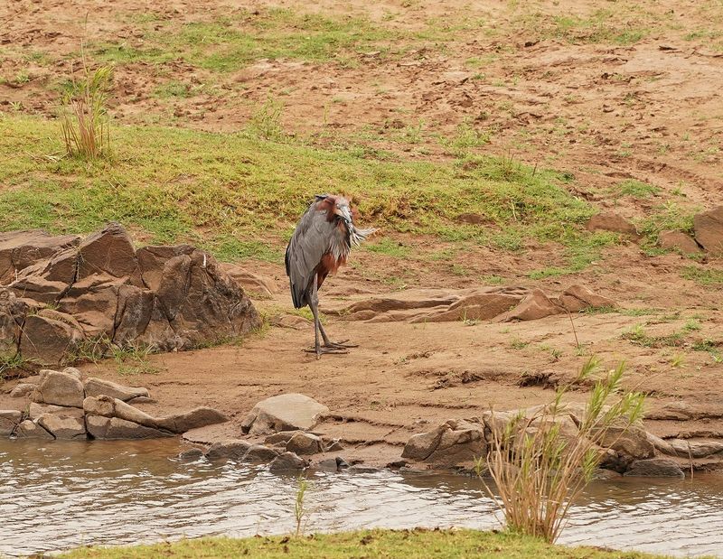 Reusereier / Goliath Heron