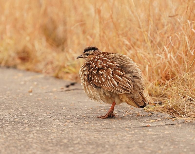 Bospatrys / Crested Francolin