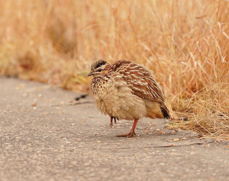 Bospatrys / Crested Francolin