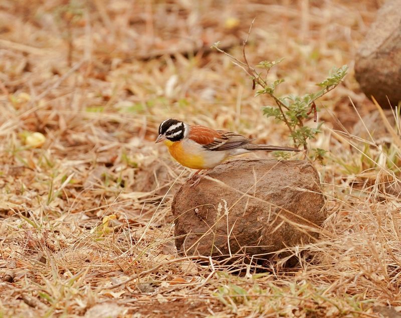 Rooirugstreepkoppie / Golden-breasted Bunting