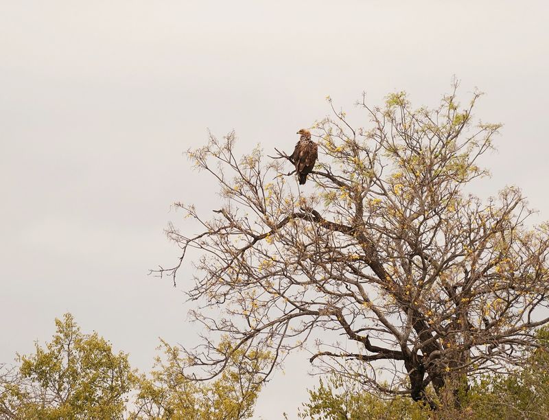 Roofarend / Tawny Eagle