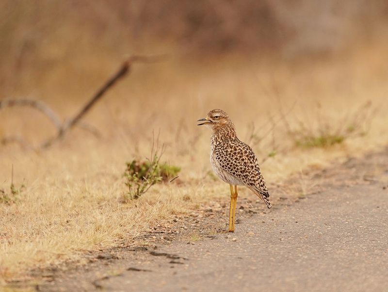 Gewone Dikkop / Spotted Thick-knee
