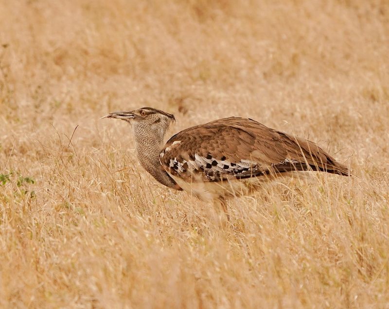 Gompou / Kori Bustard