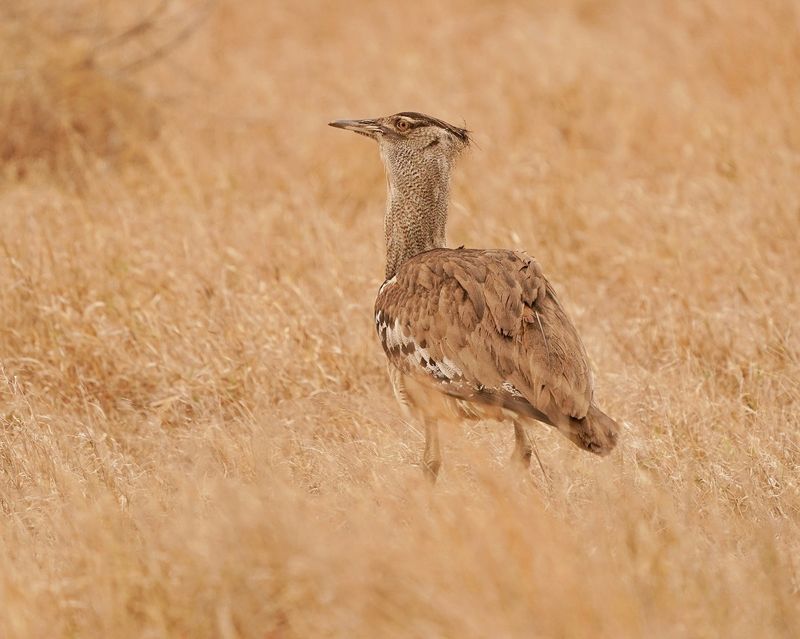 Gompou / Kori Bustard