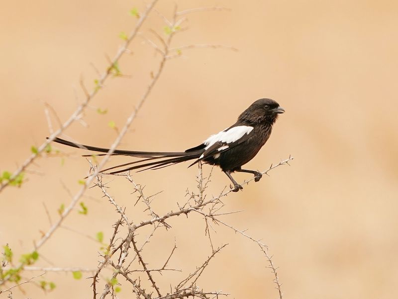 Langstertlaksman / Magpie Shrike