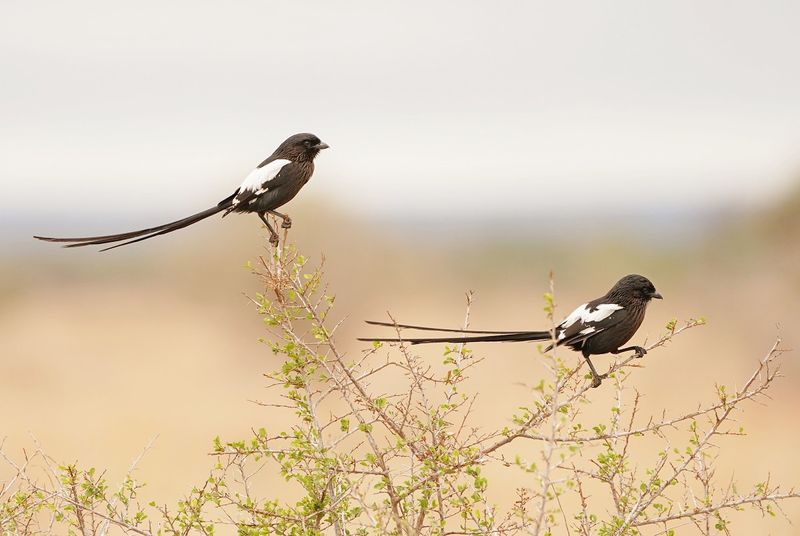 Langstertlaksman / Magpie Shrike