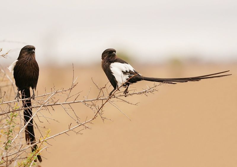 Langstertlaksman / Magpie Shrike
