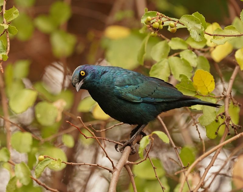 Kleinglansspreeu / Cape Glossy Starling
