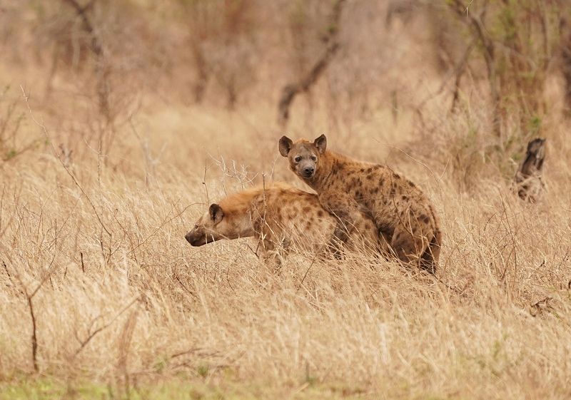 Gevlekte Hiëna / Spotted Hyena