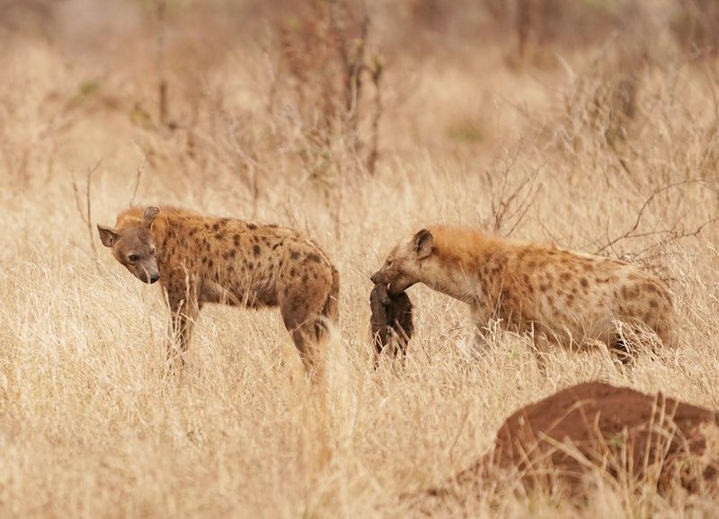 Gevlekte Hiëna / Spotted Hyena