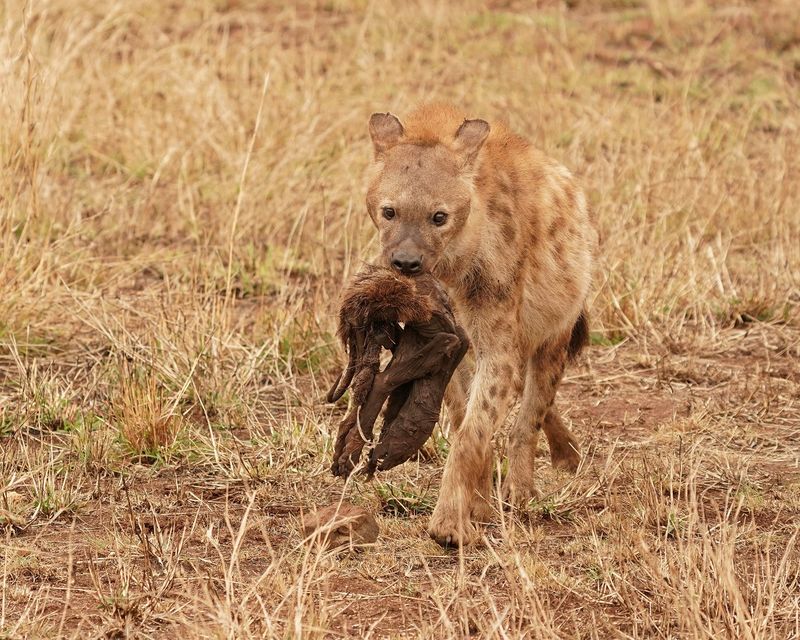 Gevlekte Hiëna / Spotted Hyena