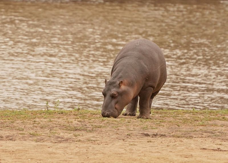 Seekoei / Hippo