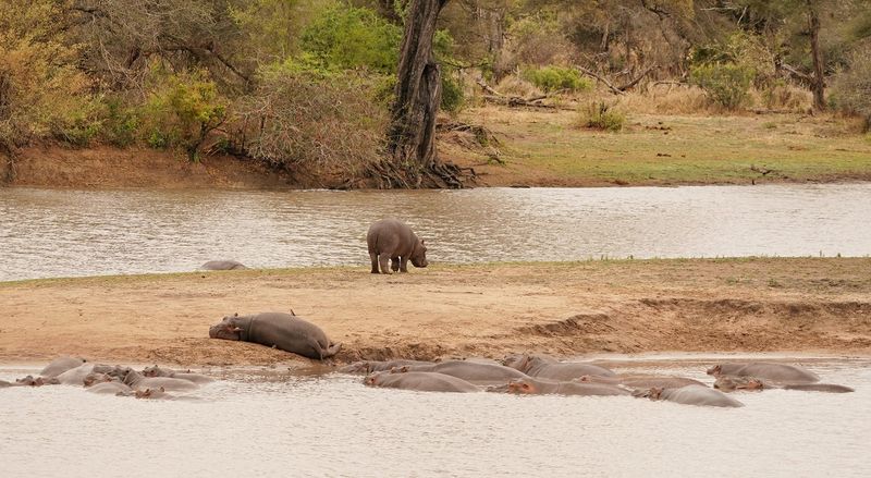 Seekoei / Hippo