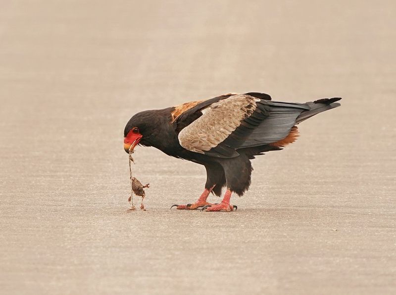 Berghaan / Bateleur