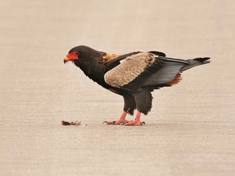 Berghaan / Bateleur