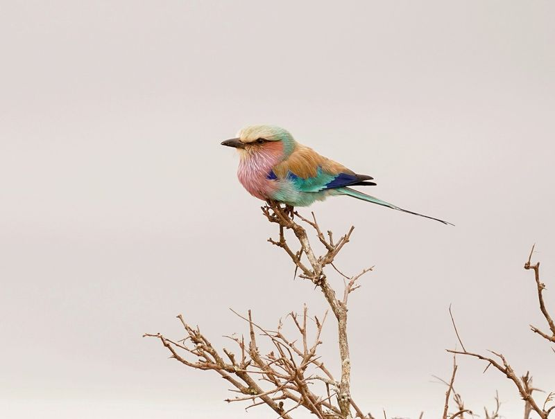 Gewone Troupant / Lilac-breasted Roller