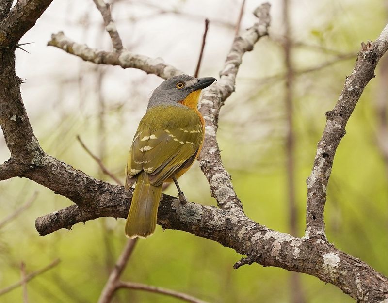 Sookvoël / Grey-headed Bushshrike