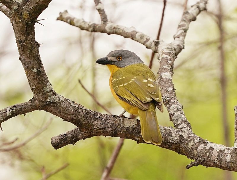 Sookvoël / Grey-headed Bushshrike