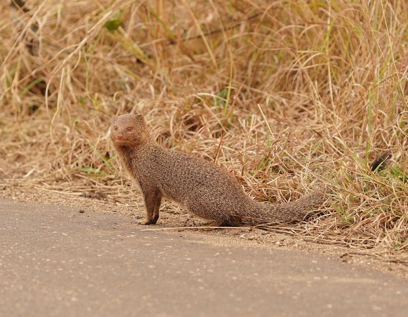 Swartkwasmuishond / Slender Mongoose