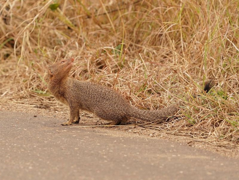 Swartkwasmuishond / Slender Mongoose