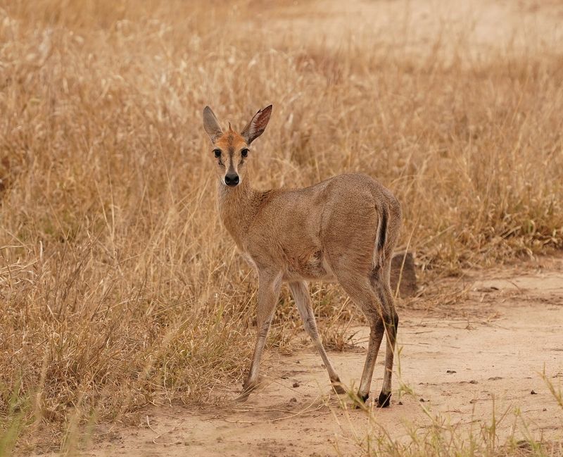 Gewone Duiker / Common Duiker